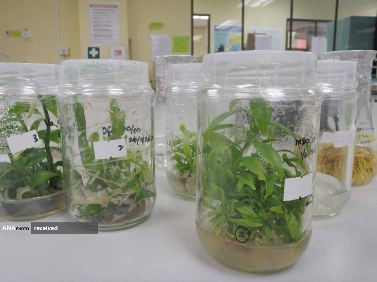 گیاهان زینتی عاری از هرگونه آلودگی ویروسی و سم گیاهان زینتی عاری از هرگونه آلودگی ویروسی و سم