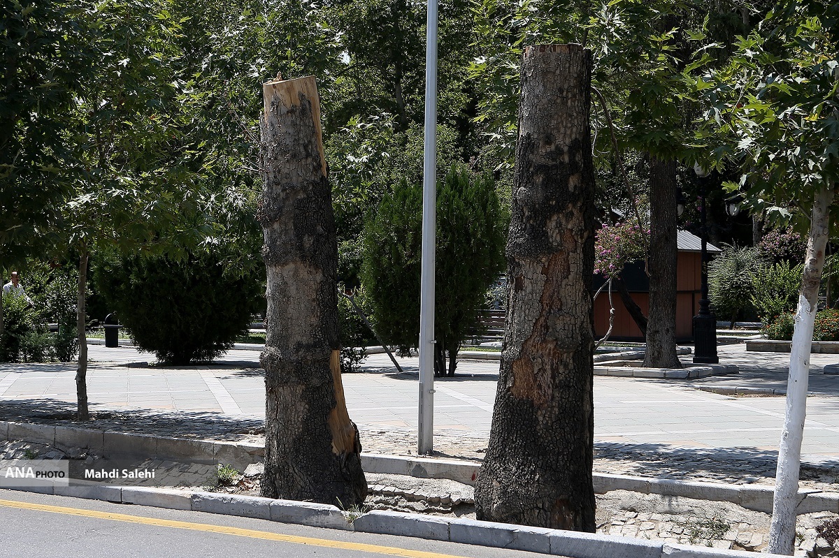 گسترش فضای سبز شهری، ضرورتی برای مقابله با گرمای کشنده/ وقتی درختان ناجی انسانها میشوند گسترش فضای سبز شهری، ضرورتی برای مقابله با گرمای کشنده/ وقتی درختان ناجی انسانها میشوند