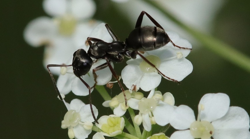 مورچهها میتوانند تومورهای سرطانی را در ادرار بو بکشند مورچهها میتوانند تومورهای سرطانی را در ادرار بو بکشند