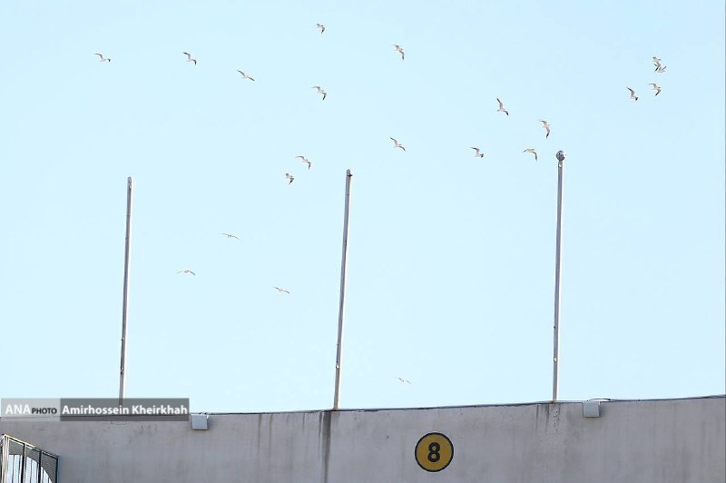 پرواز مرغان دریایی بر فراز ورزشگاه آزادی+ تصاویر