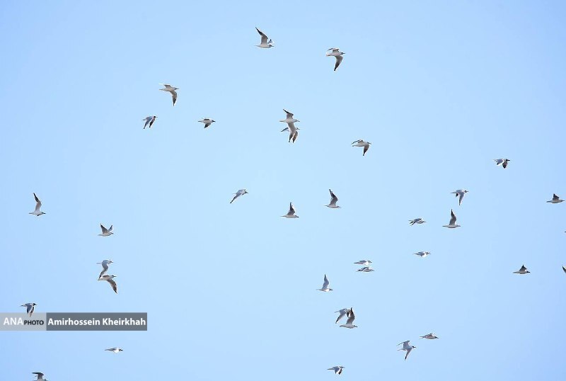 پرواز مرغان دریایی بر فراز ورزشگاه آزادی+ تصاویر