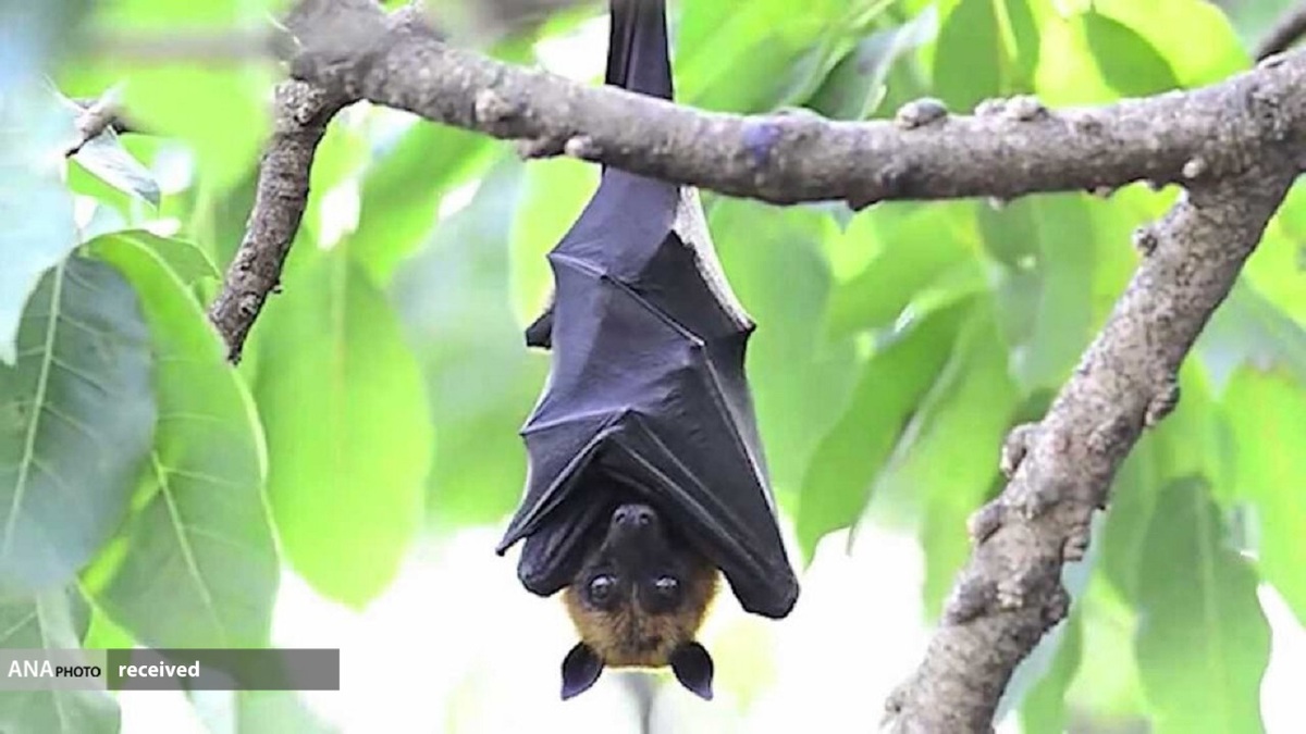 خفاش‌ها حامل ویروس‌های کشنده هستند
