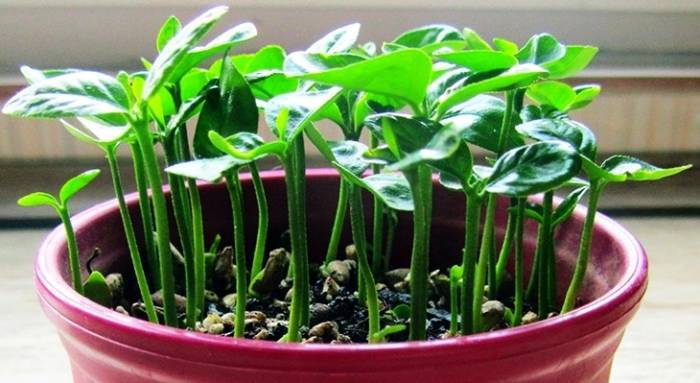 طرز تهیه سبزه عید با هسته مرکبات؛ پرتقال و نارنج و لیمو