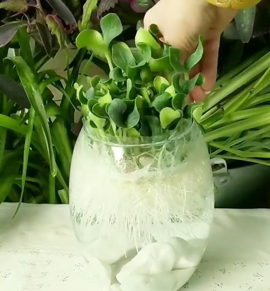 چطور با تخم کدو «سبزه تراریومی» سبز کنیم؟