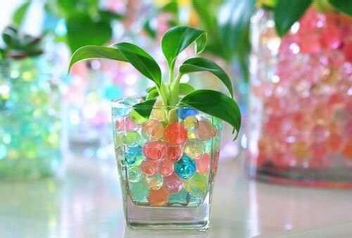 چطور در خاک ژلهای سبزه سبز کنیم؟ چطور در خاک ژلهای سبزه سبز کنیم؟