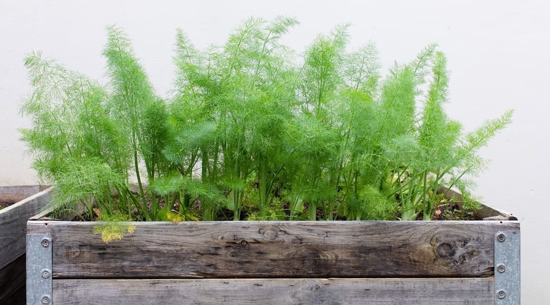 چطور سبزه سیاهدانه سبز کنیم؟ چطور سبزه سیاهدانه سبز کنیم؟