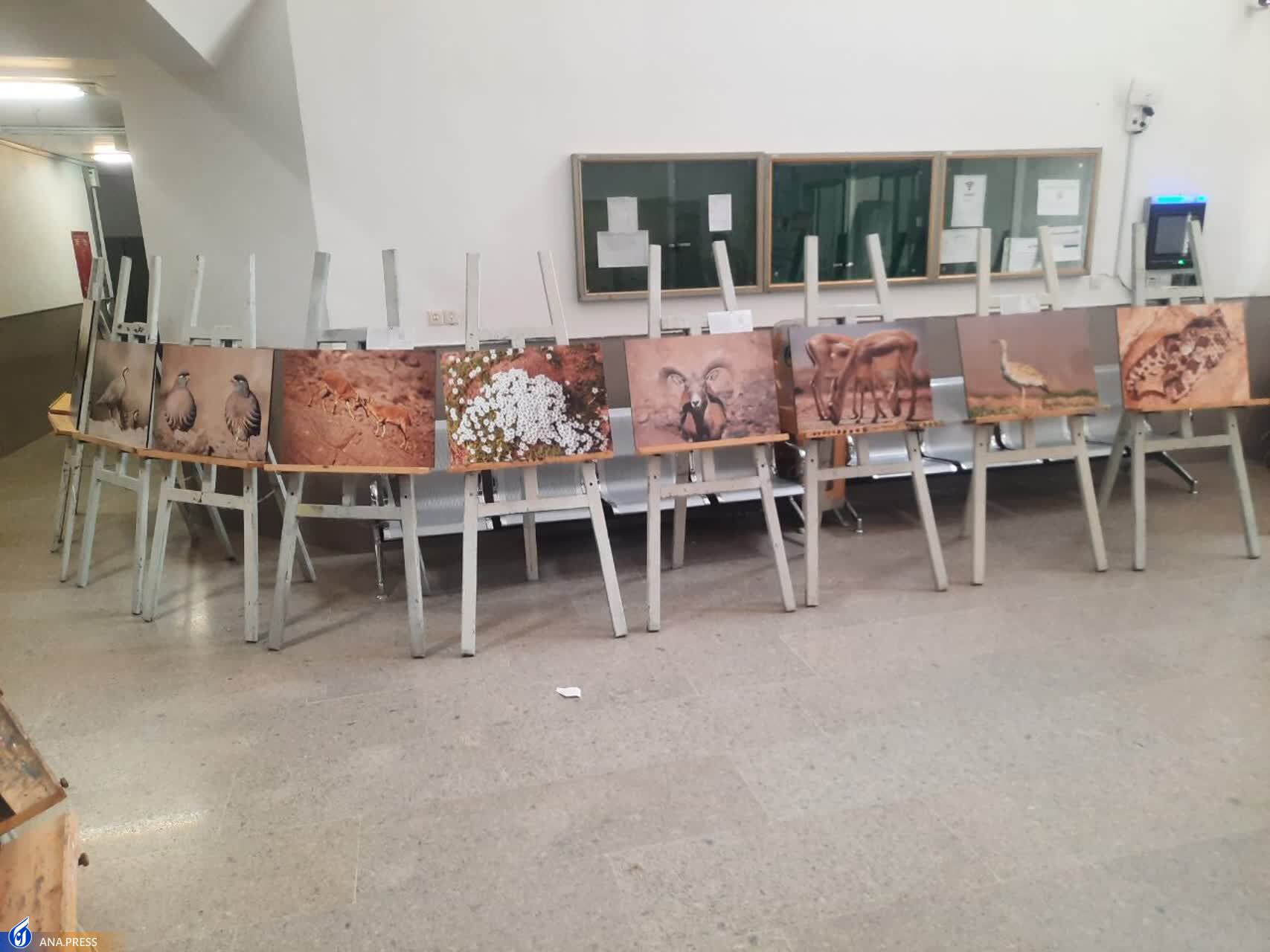 آثار دانشجوی دانشگاه آزاد اشکذر به نمایش درآمد آثار دانشجوی دانشگاه آزاد اشکذر به نمایش درآمد