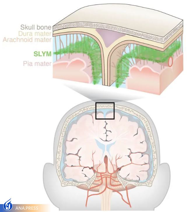 ساختار تشریحی ناشناخته قبلی در مغز کشف شد ساختار تشریحی ناشناخته قبلی در مغز کشف شد