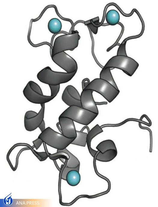 فعالیت «فلز گریزان» که برای زندگی ضروری است را آشکار شد
