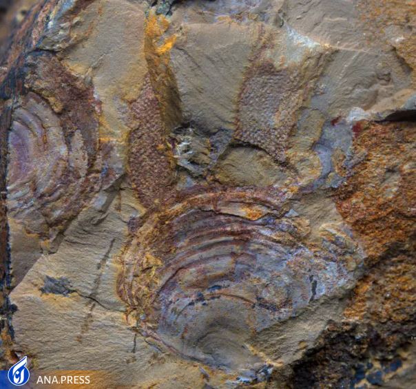 قدیمیترین فسیل موجودات مرموز ماقبل تاریخ آن چیزی نیست که دانشمندان فکر میکردند قدیمیترین فسیل موجودات مرموز ماقبل تاریخ آن چیزی نیست که دانشمندان فکر میکردند