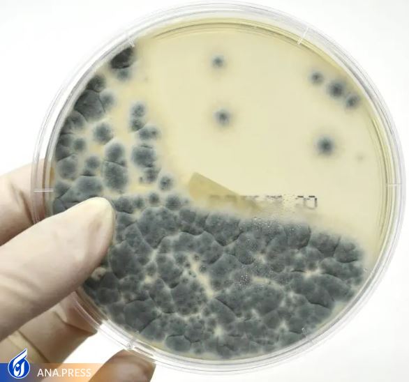 مراقب قارچهای موجود در آرد باشید مراقب قارچهای موجود در آرد باشید