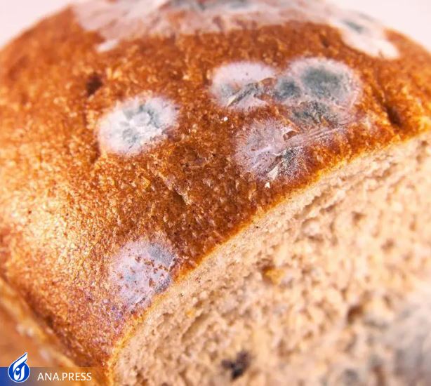 مراقب قارچهای موجود در آرد باشید مراقب قارچهای موجود در آرد باشید