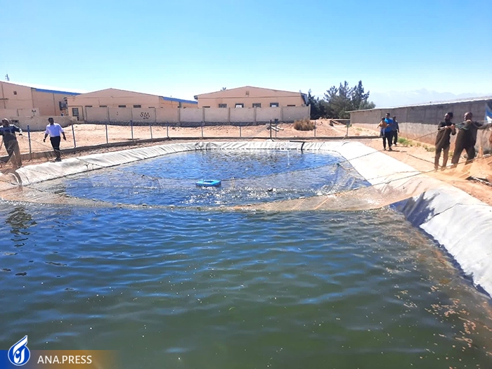 آغاز صید ماهی قزل‌آلای 2 میلیارد ریالی در دانشگاه آزاد اسلامی اشکذر