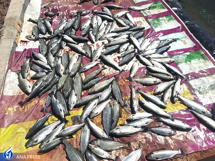 آغاز صید ماهی قزلآلای 2 میلیارد ریالی در دانشگاه آزاد اسلامی اشکذر آغاز صید ماهی قزلآلای 2 میلیارد ریالی در دانشگاه آزاد اسلامی اشکذر