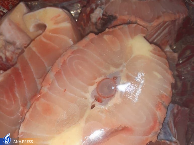 از پرورش ماهی به روش علمی تا ارزآوری و اشتغالزایی توسط زوج جوان دانشگاهی از پرورش ماهی به روش علمی تا ارزآوری و اشتغالزایی توسط زوج جوان دانشگاهی