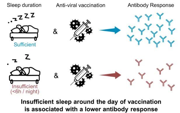 خواب و واکسیناسیون کووید ۱۹ چه ارتباطی با یکدیگر دارند؟ خواب و واکسیناسیون کووید ۱۹ چه ارتباطی با یکدیگر دارند؟