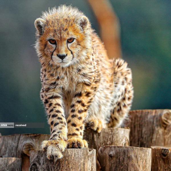 احتمال زنده ماندن «پیروز» کم است احتمال زنده ماندن «پیروز» کم است