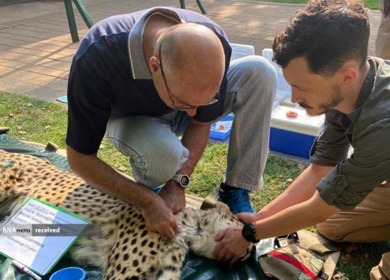 شکست فاز نخست پروژه تکثیر در اسارت یوزپلنگ در ایران شکست فاز نخست پروژه تکثیر در اسارت یوزپلنگ در ایران