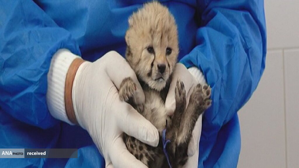 شکست فاز نخست پروژه تکثیر در اسارت یوزپلنگ در ایران شکست فاز نخست پروژه تکثیر در اسارت یوزپلنگ در ایران