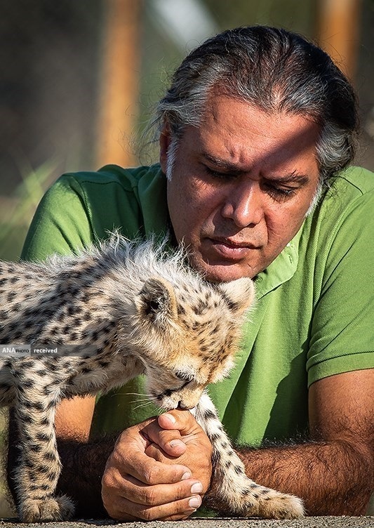 شکست فاز نخست پروژه تکثیر در اسارت یوزپلنگ در ایران شکست فاز نخست پروژه تکثیر در اسارت یوزپلنگ در ایران