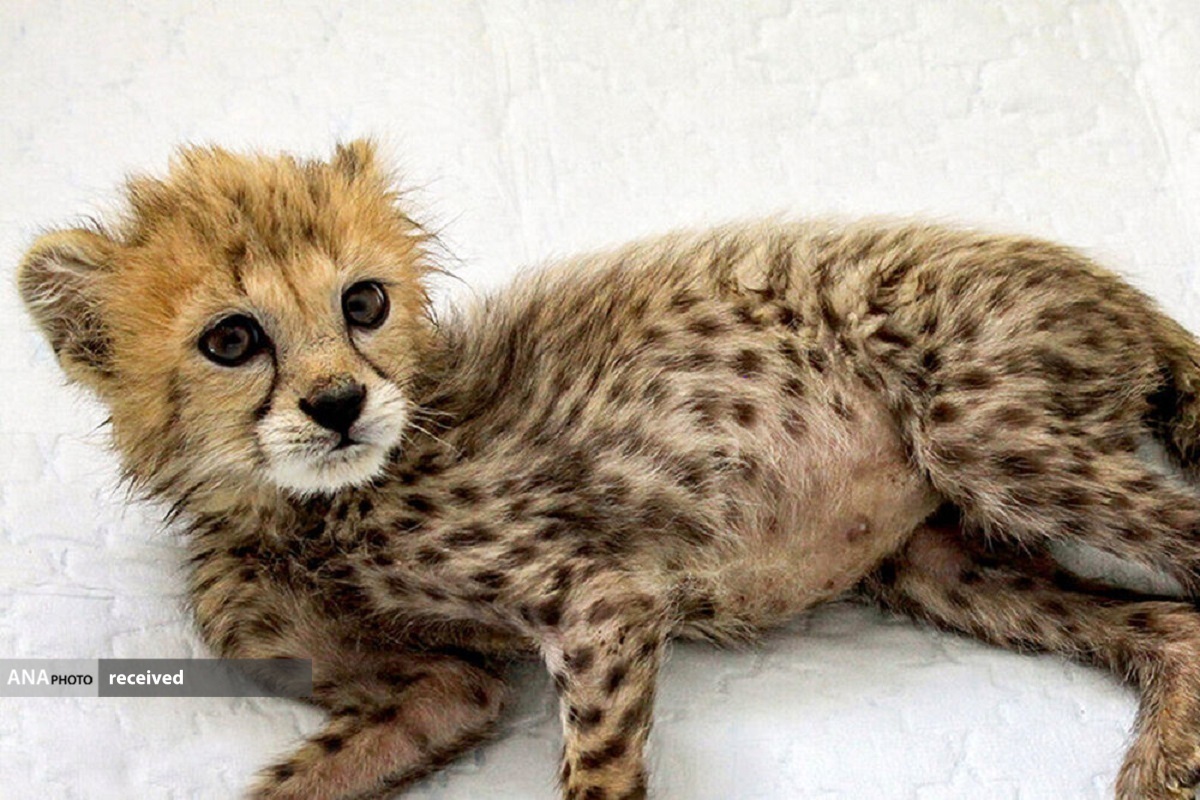 شکست فاز نخست پروژه تکثیر در اسارت یوزپلنگ در ایران شکست فاز نخست پروژه تکثیر در اسارت یوزپلنگ در ایران