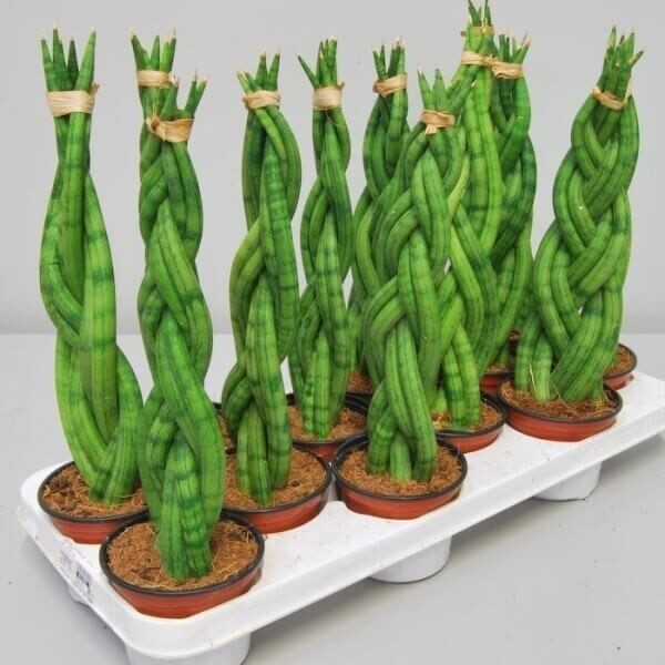 ابتدا تا انتهای سانسوریا