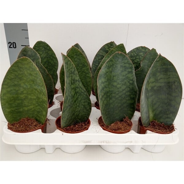 ابتدا تا انتهای سانسوریا