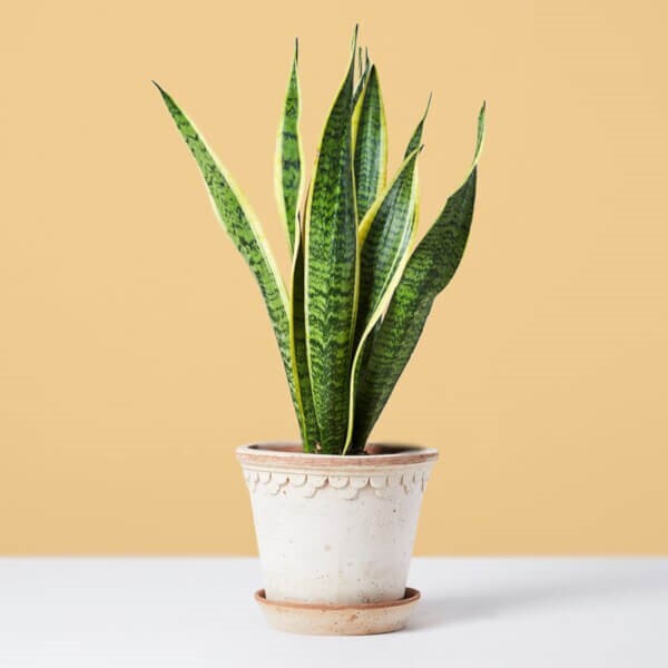 ابتدا تا انتهای سانسوریا