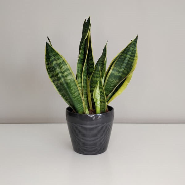 ابتدا تا انتهای سانسوریا