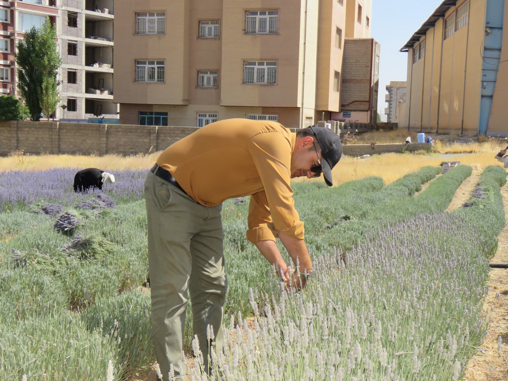 رشدی ۱۰۰ درصدی برداشت محصول از مزرعه گیاهان دارویی دانشگاه آزاد سقز رشدی ۱۰۰ درصدی برداشت محصول از مزرعه گیاهان دارویی دانشگاه آزاد سقز