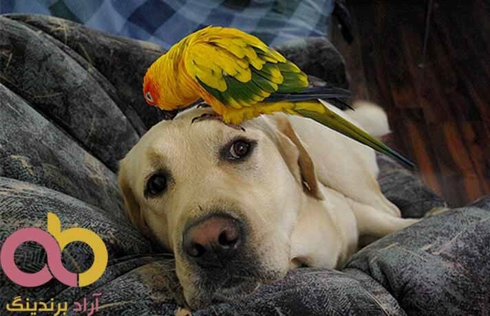 توت خشک پاوه با گردو برای سگ توت خشک پاوه با گردو برای سگ