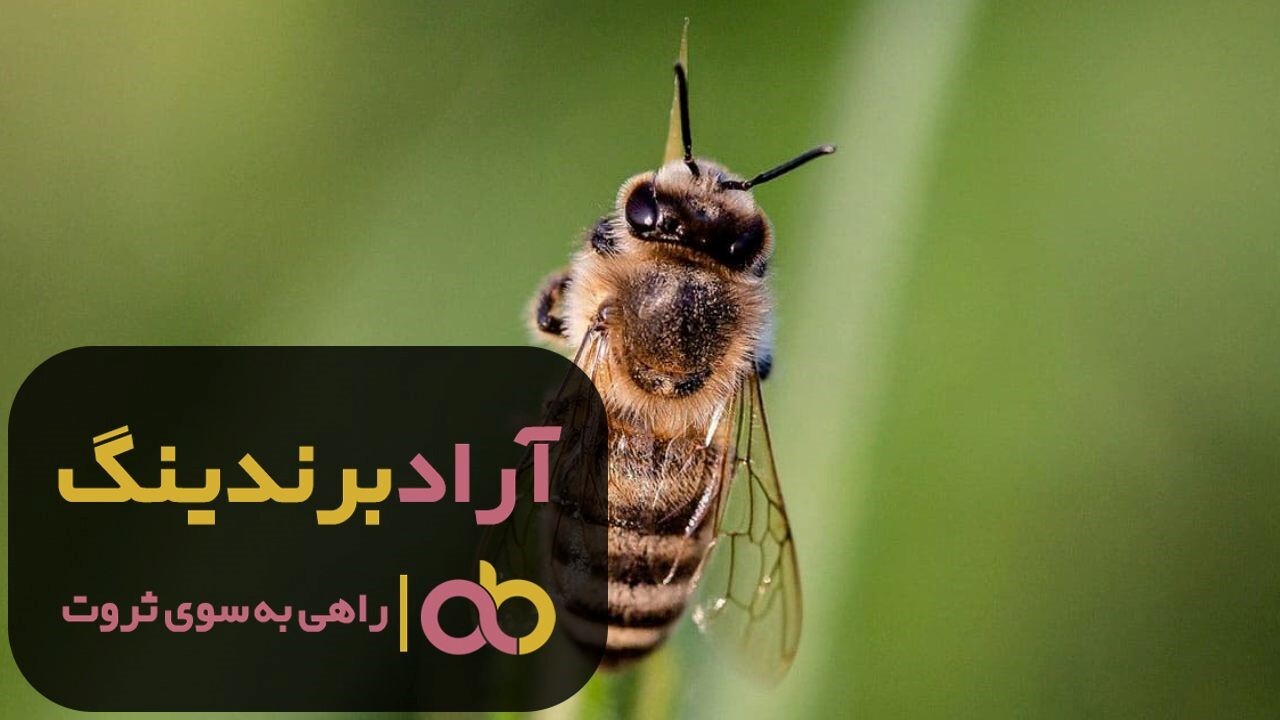 خرید زنبور عسل ملکه سیاه اروپایی