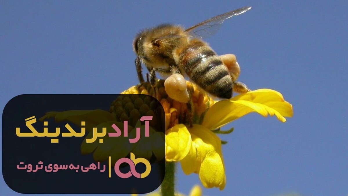 خرید زنبور عسل ملکه سیاه اروپایی