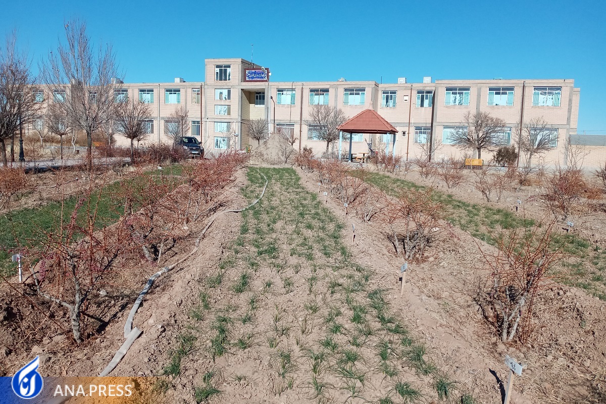 تولید «بارورکننده تخصصی زعفران و زرشک» در مرحله تحقیق