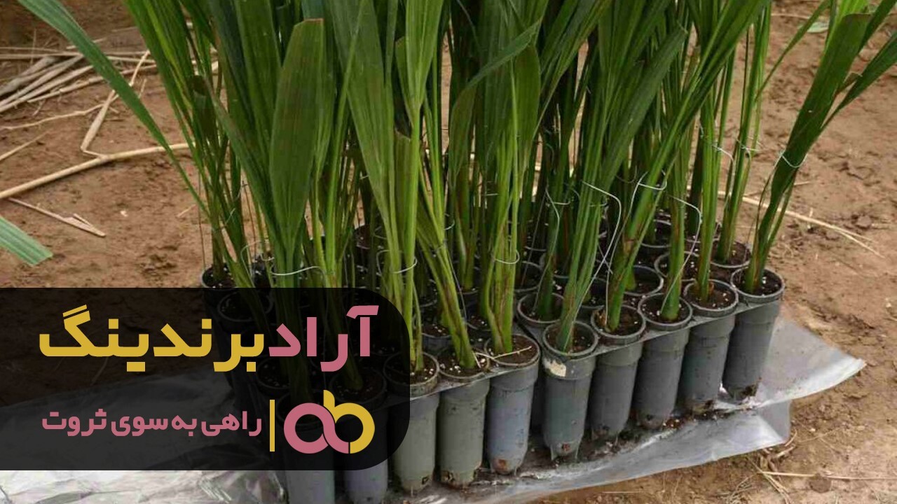 خرید نهال خرمای مجول خاصویی پیارم