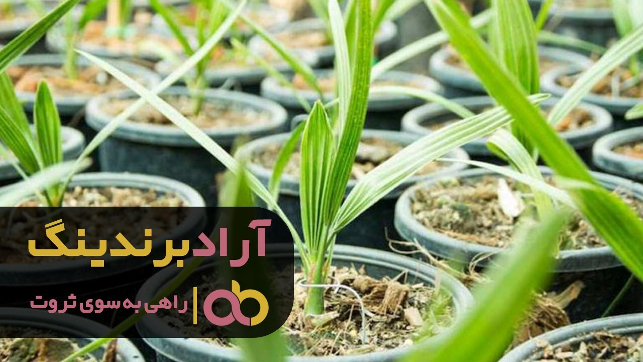 خرید نهال خرمای مجول خاصویی پیارم