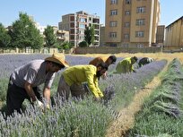 رشدی-۱۰۰-درصدی برداشت-محصول-از-مزرعه-گیاهان-دارویی-دانشگاه-آزاد-سقز