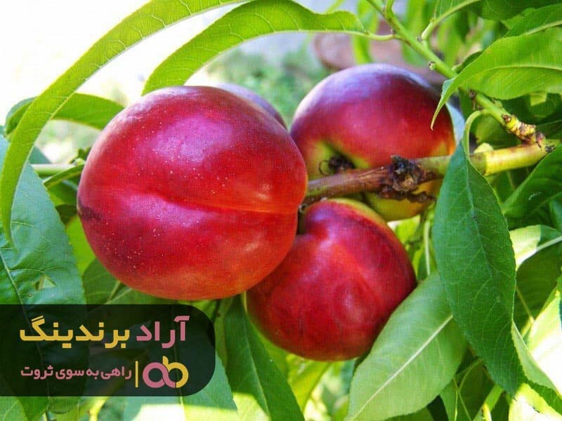 فروش نهال شلیل درشت در کرج به قیمت استثنایی فروش نهال شلیل درشت در کرج به قیمت استثنایی