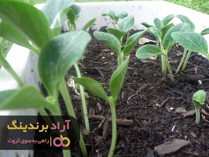 فروش نهال شلیل درشت در کرج به قیمت استثنایی