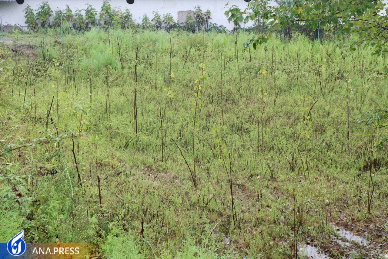 اخبار خوش برای دانشجویان رشته کشاورزی/ از راه‌اندازی گلخانه‌ تا ایجاد دانشکده هوشمند