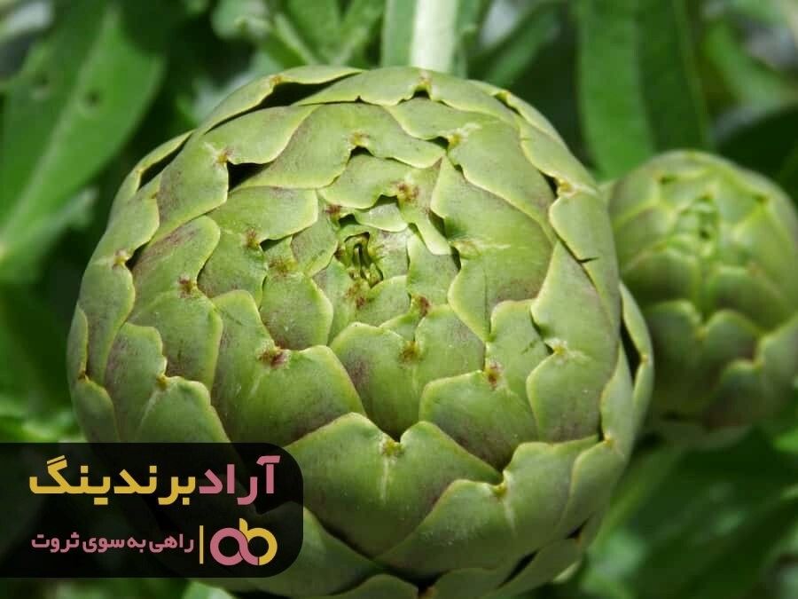 رونق بی سابقه خرید و فروش کنگر فرنگی خاردار در ایران رونق بی سابقه خرید و فروش کنگر فرنگی خاردار در ایران