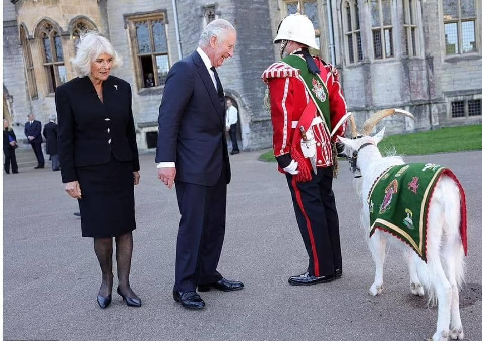 حاشیه های حضور یک بُز در مراسم اعلام پادشاهی چارلز سوم حاشیه های حضور یک بُز در مراسم اعلام پادشاهی چارلز سوم