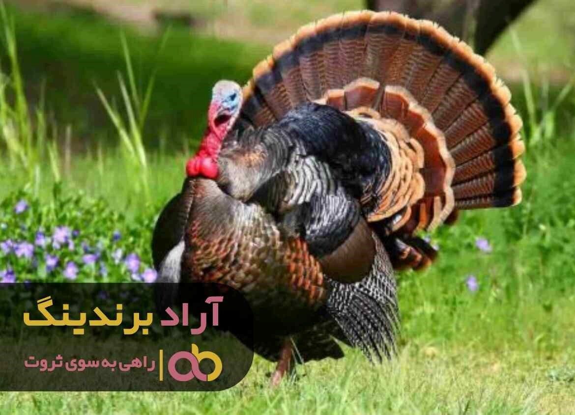 قیمت بوقلمون وحشی ماده ایران