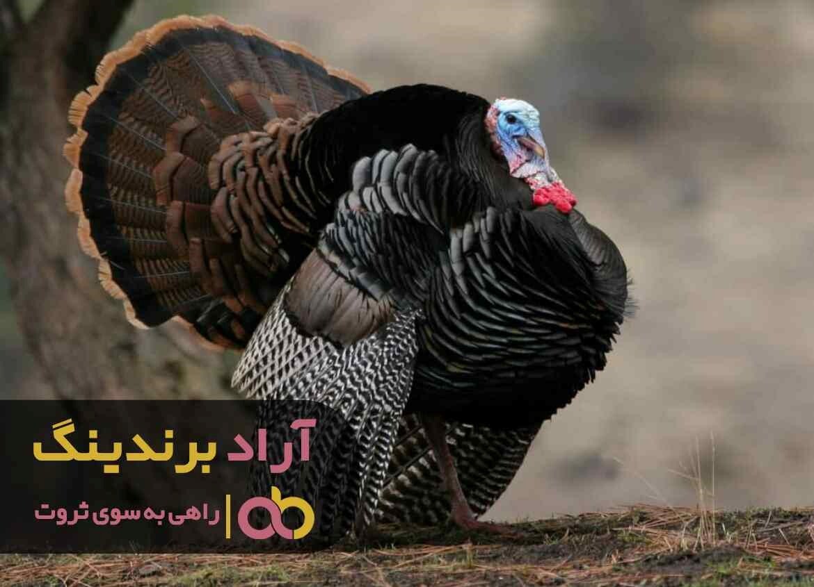 قیمت بوقلمون وحشی ماده ایران