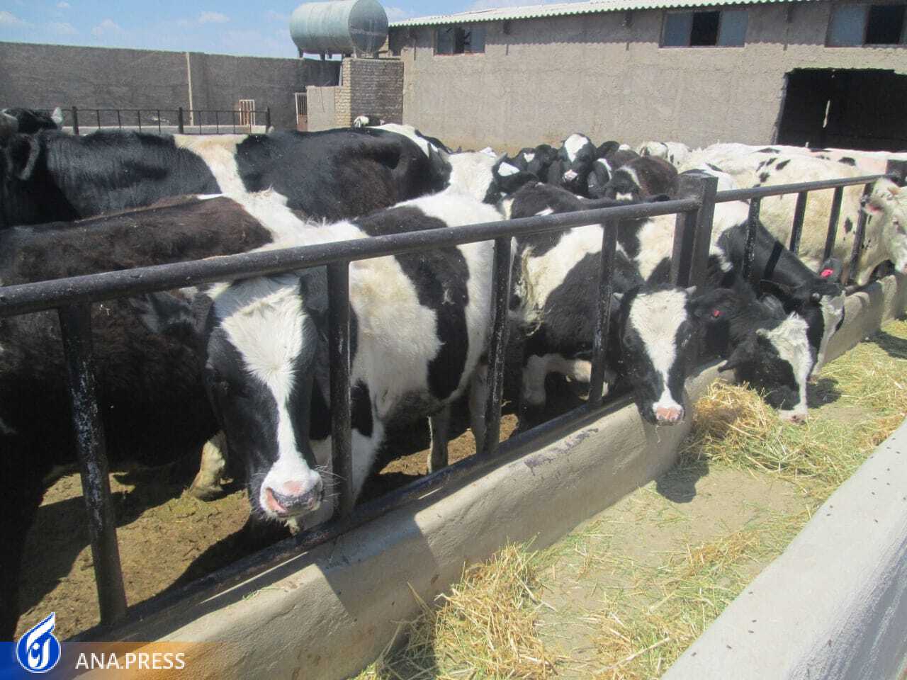 گام‌های صنعت و دانشگاه در مسیر کشاورزی و دامپروری دانش‌بنیان