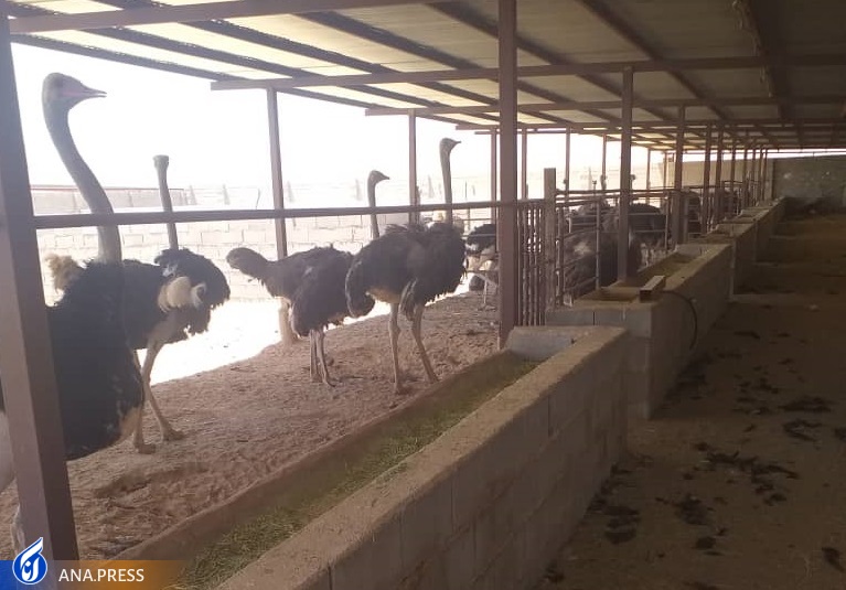 اصلاح نژاد و افزایش بهرهوری در پرورش شترمرغ با حمایت دانشبنیانها اصلاح نژاد و افزایش بهرهوری در پرورش شترمرغ با حمایت دانشبنیانها