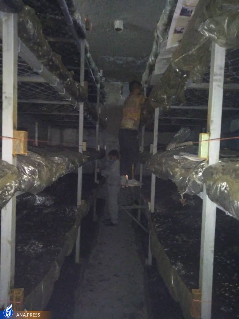 بهره‌برداری از سالن تولید قارچ خوراکی دانش‌بنیان در تفرش