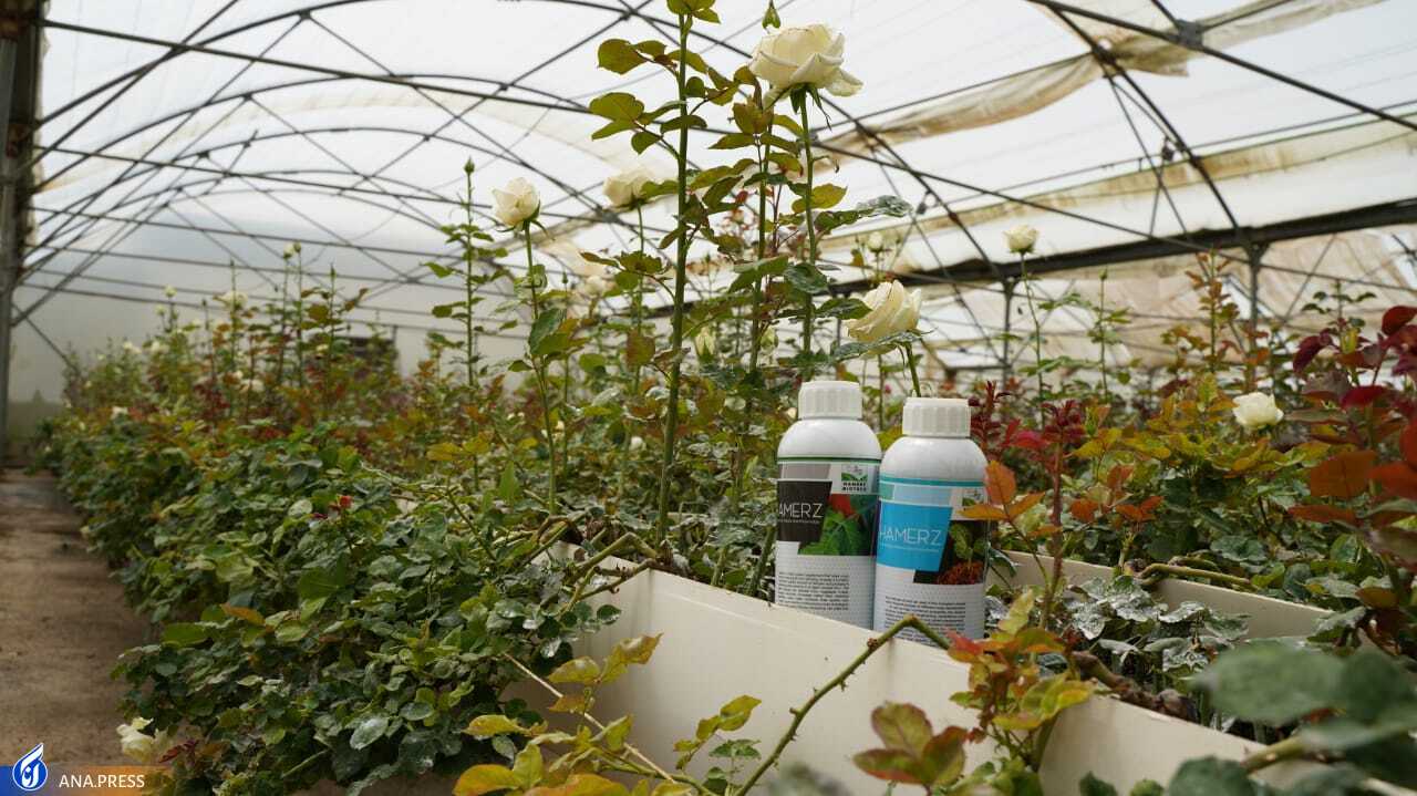 تولید آفت کشهای زیستی با فرمولاسیونهای متنوعی از باکتری و قارچهای مفید تولید آفت کشهای زیستی با فرمولاسیونهای متنوعی از باکتری و قارچهای مفید