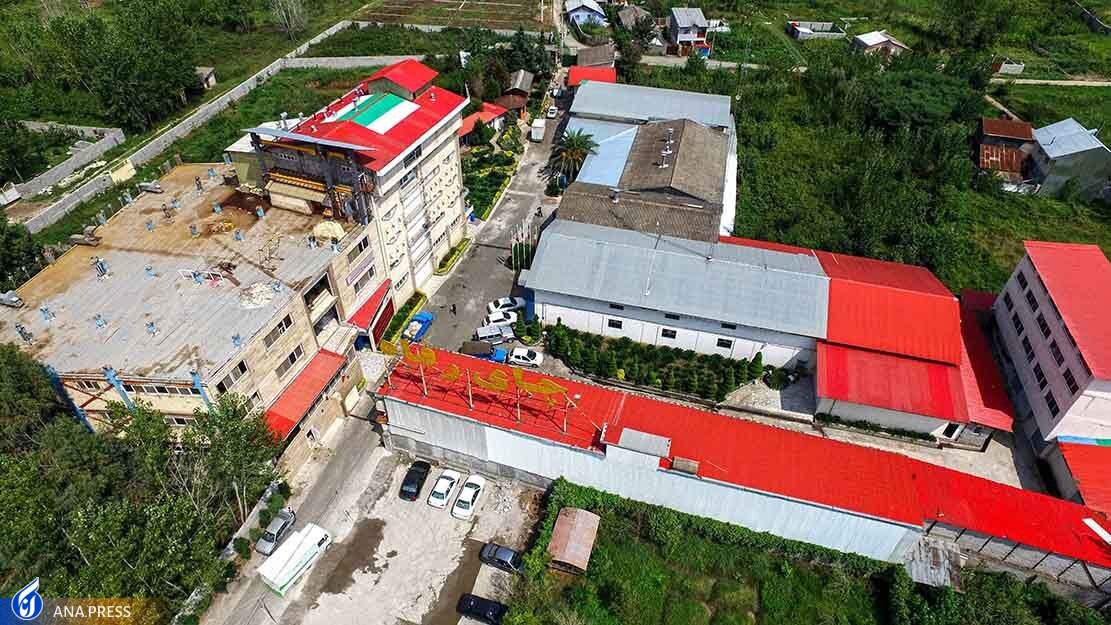 از تولید کیک و کلوچه حاوی چای سبز تا تأثیر دمنوشهای تولیدی بر ضربان قلب زودرس بطنی از تولید کیک و کلوچه حاوی چای سبز تا تأثیر دمنوشهای تولیدی بر ضربان قلب زودرس بطنی