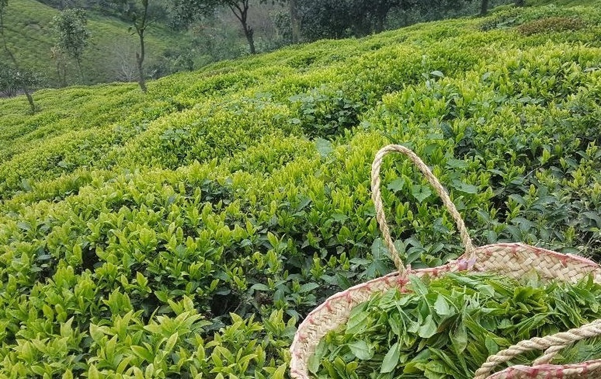 سیاست‌های مؤثر در احیا و توسعه صنعت چای کدامند؟  لزوم به‌زراعی اصولی و هرس باغات رهاشده